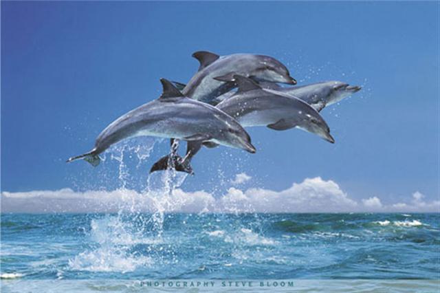 Poster - Four dolphins 